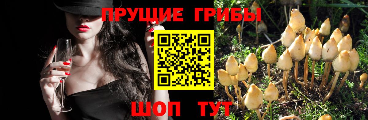 Галлюциногенные грибы Cubensis  Вход с VPN  Белая Калитва 